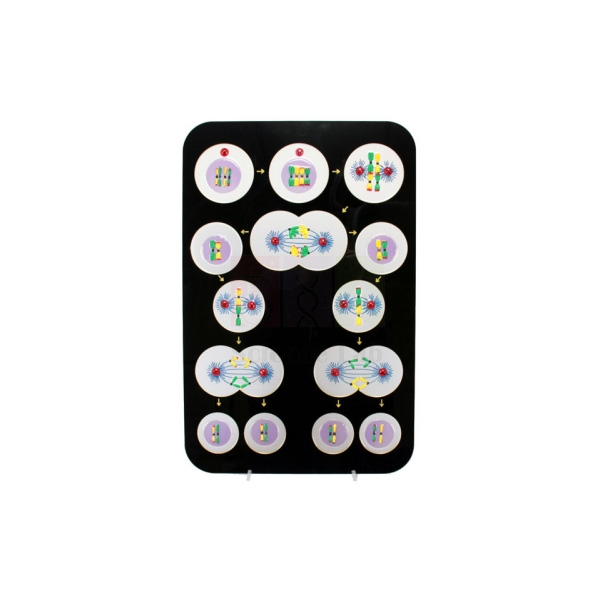 Animal Meiosis Plaque